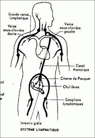 circulation lymphatique