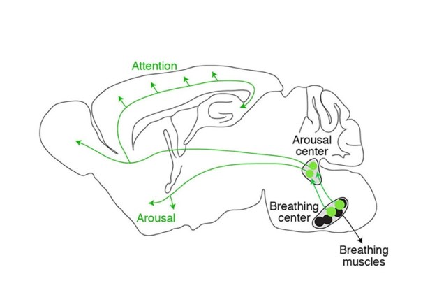 breathing-tranquility-neurosciencneews